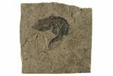 Carboniferous Fish (Gyrolepidotus) - Siberia #228882-1